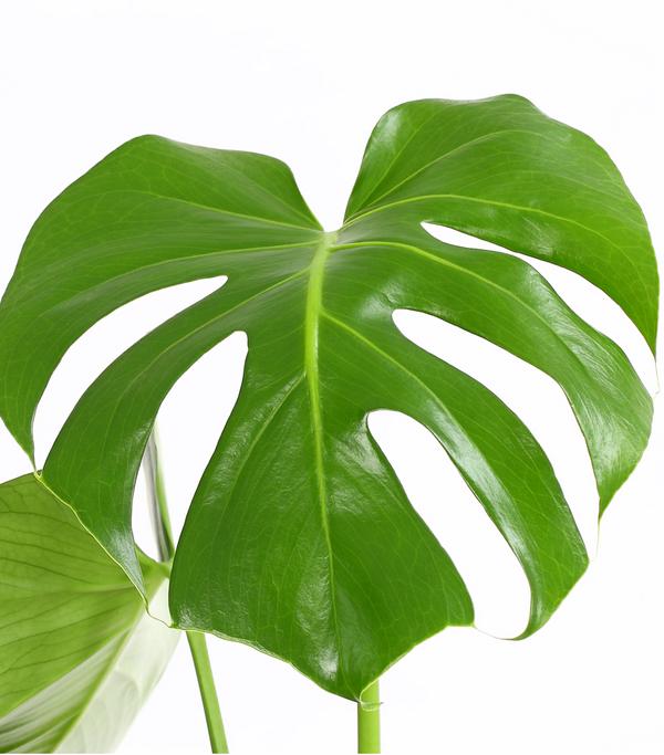 Fensterblatt - Monstera deliciosa
