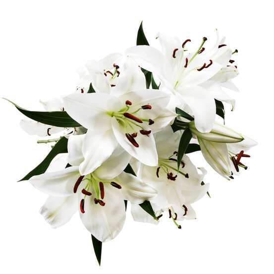 Botte de Lys Oriental - 3 tiges : blanc