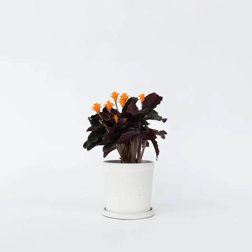 Eeuwige vlam - Calathea crocata 'Tassmania' - Hoogte 40-50cm - ⌀14cm