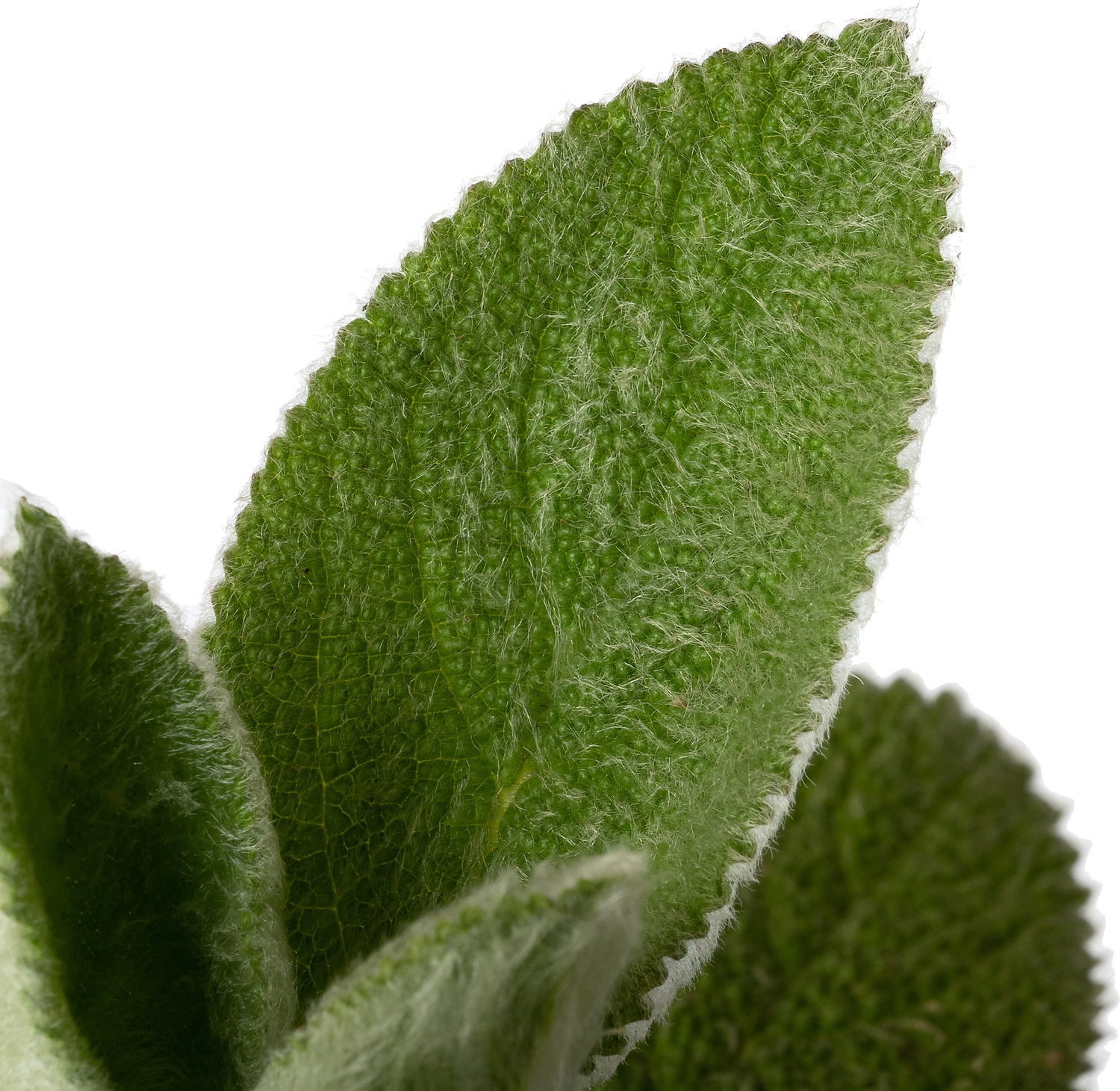 Ezelsoor (Stachys byzantina 'Silver Carpet') D 11 H 30 cm