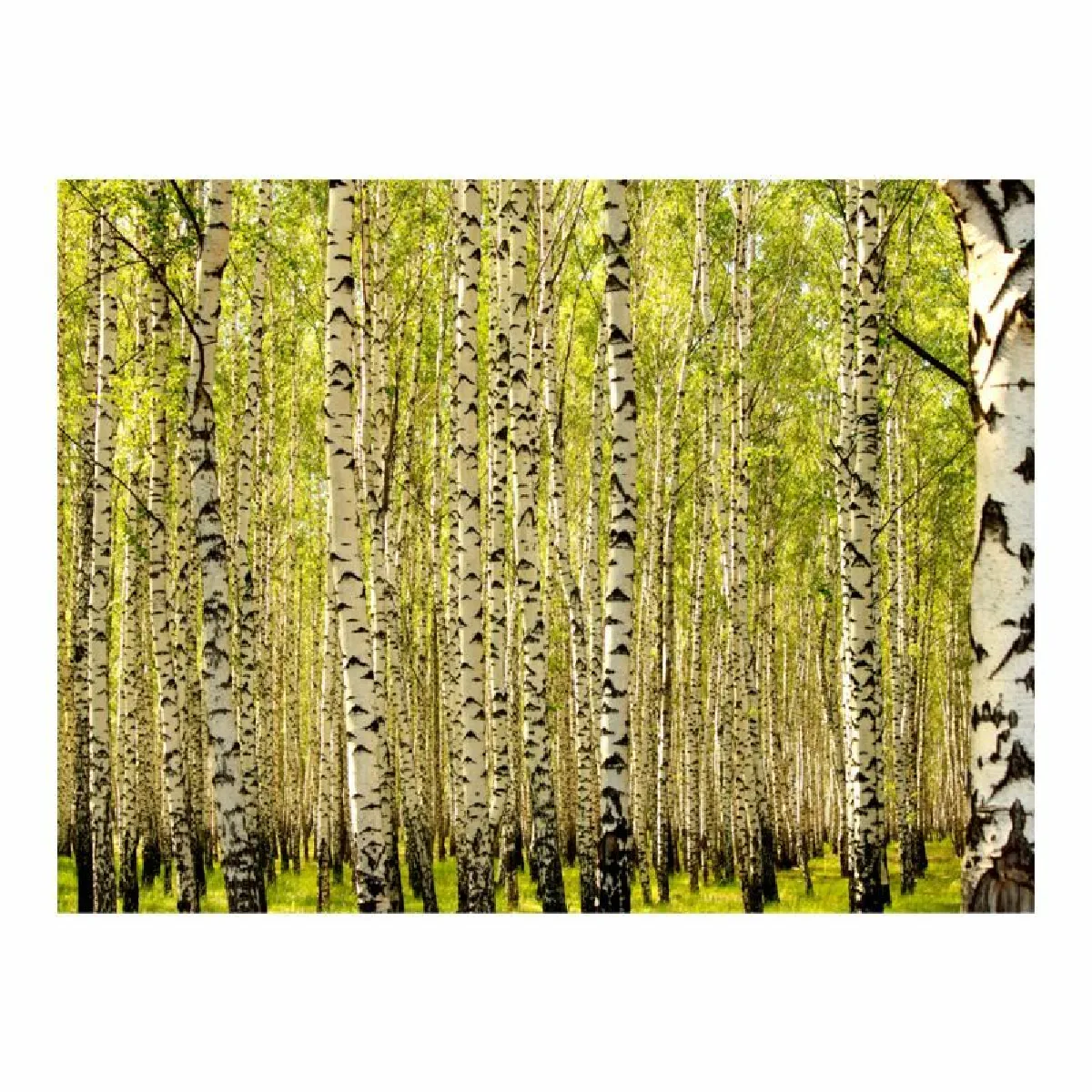 Paris Prix Forêt de Bouleaux