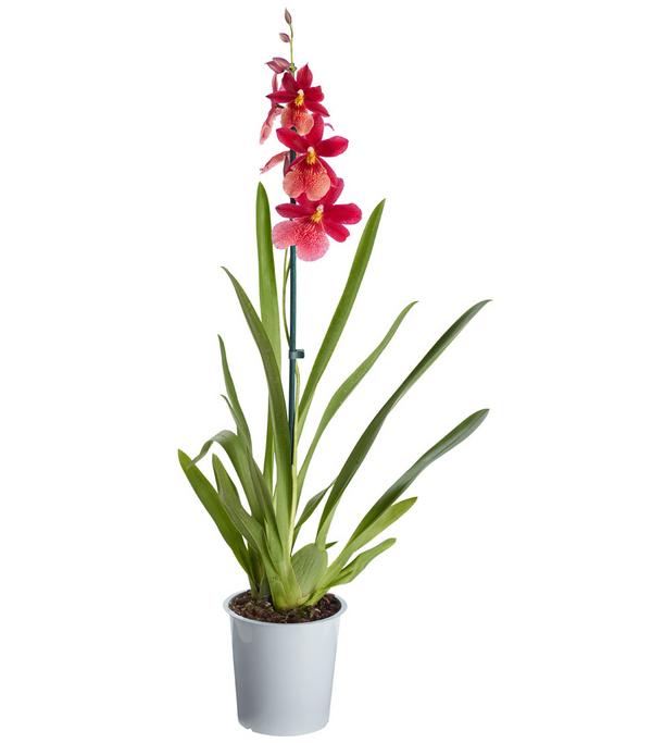 Burrageara-Orchidee - Burrageara cultivars