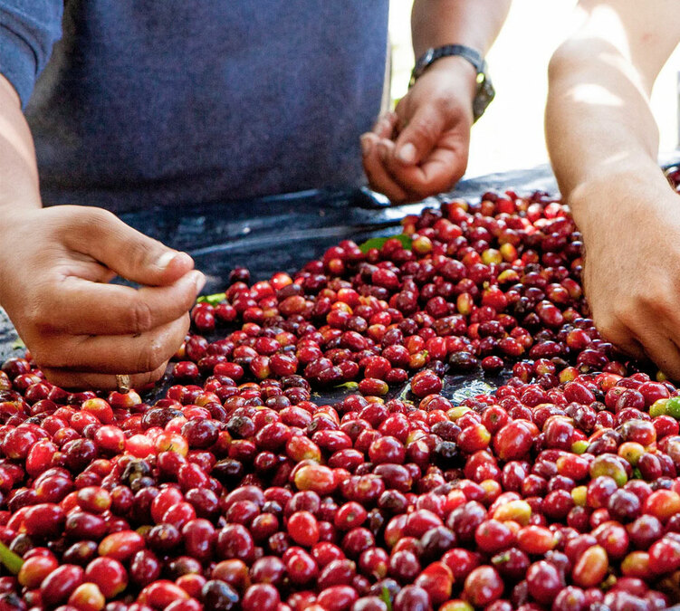 250g Café en grains - El Vergel lavé - THE BARN