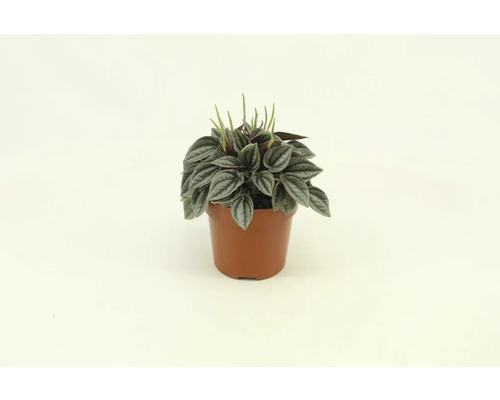 Peperomia, Dwergpeper FloraSelf Peperomia 'Napoli Nights' H ca. 15 cm Ø 10,5 cm pot