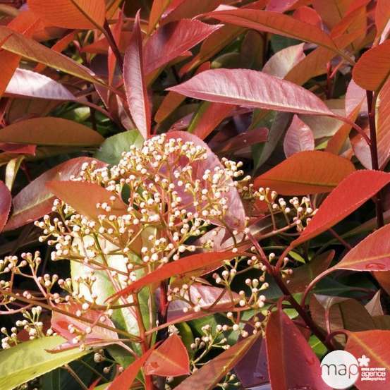 Photinia x fraseri ' Red Robin ' : H 175/200 cm ctr 35 litres