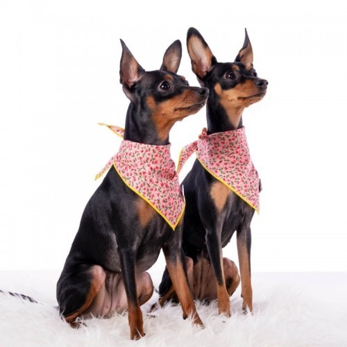 Bandana rosa para cachorro com estampa Liberty