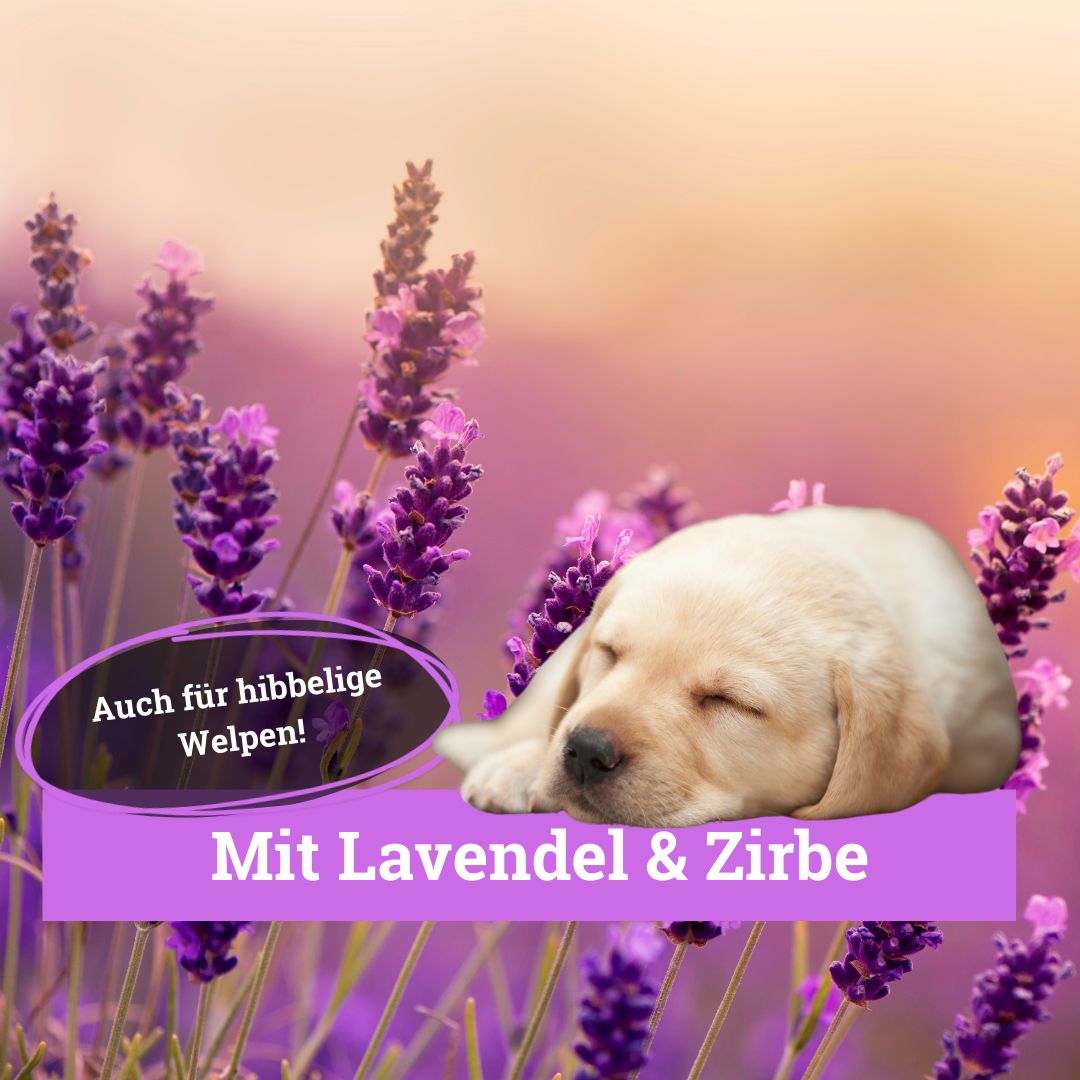 BeG Buddy Umgebungsspray mit Lavendel Hunde, Relax