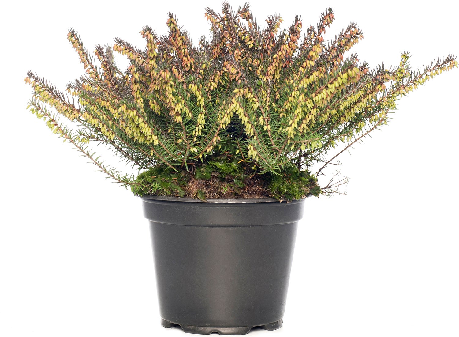 Winterheide (Erica darleyensis 'Darley's Dale') D 12 H 20 cm