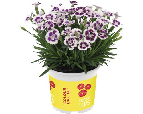 Anjer FloraSelf Dianthus caryophyllus Lucky Lips® Ø 10,5 cm pot willekeurige variëteitselectie