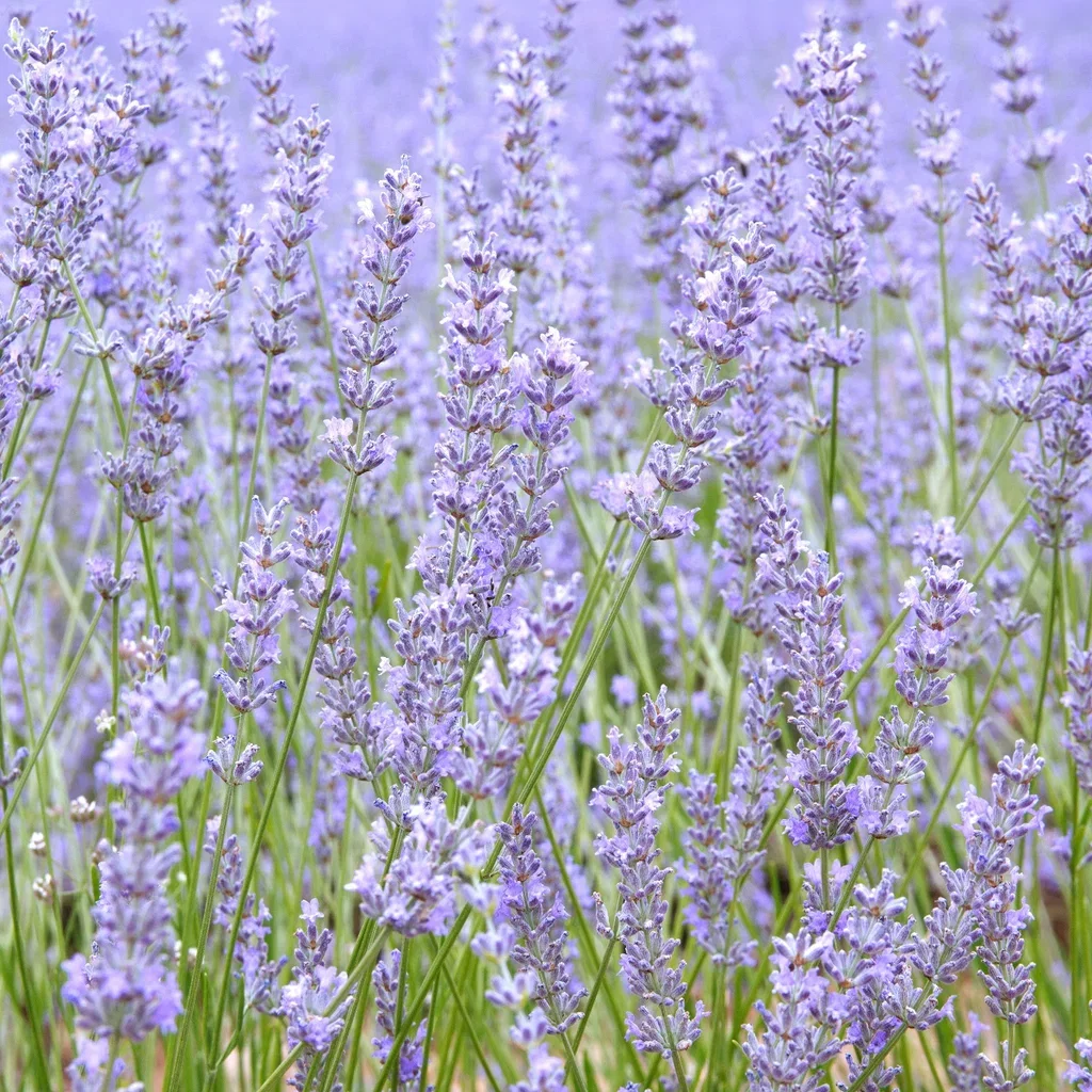Lavandula angustifolia 'Felice Light Blue' Lavendel 'Felice Light Blue' Ø15 cm