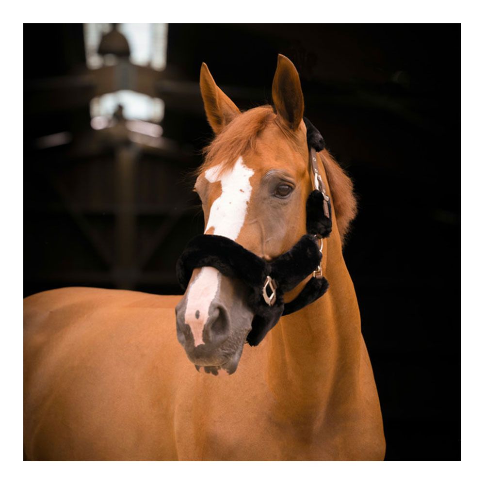 Equitheme TEDDY - Licol brun/noir