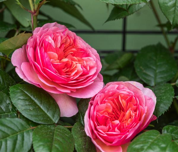 Kletterrose 'Camelot®'