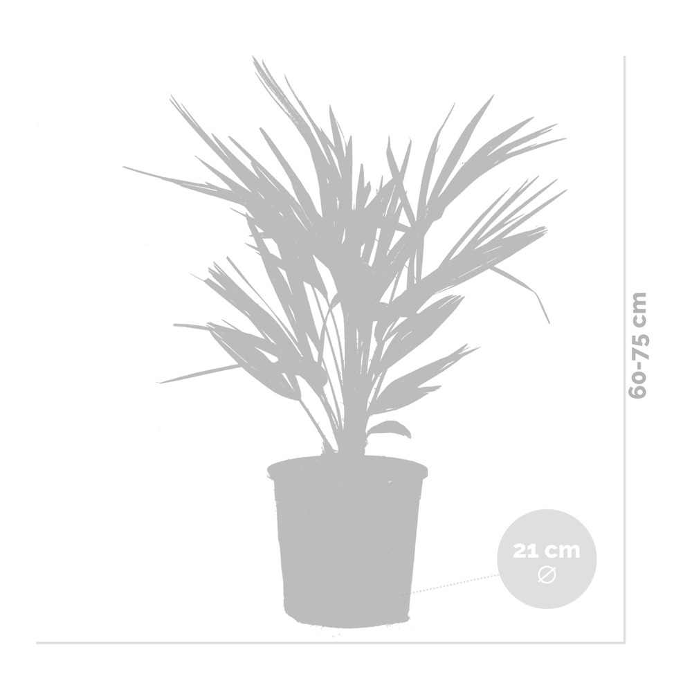 2x chamaerops 'humilis' – palmier nain européen – palmier – rustique – ⌀21 cm - ↕60-75 cm