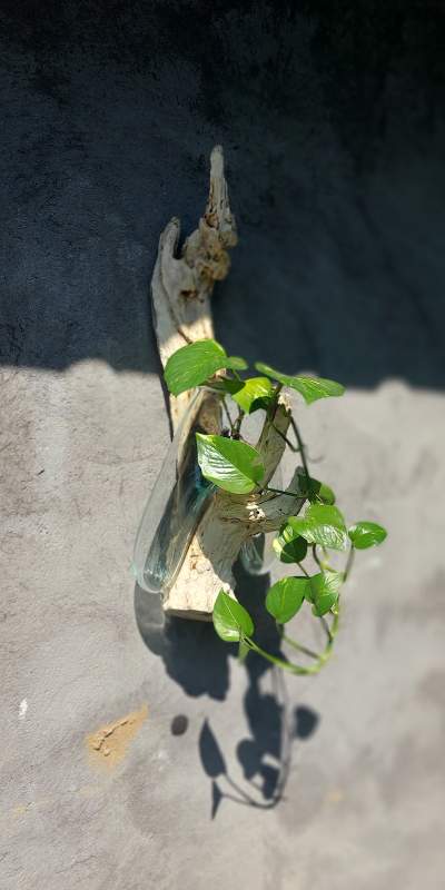 Wurzelholz-Glasvase Wandaufhängung, Größe 'S', B 14-18 cm, H 35-47 cm, T 10-13 cm von fischer's lagerhaus