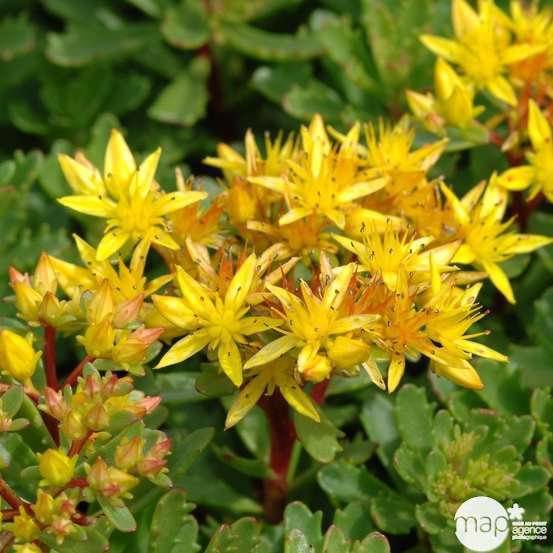 Sédum Weihenstephaner Gold : godet vert