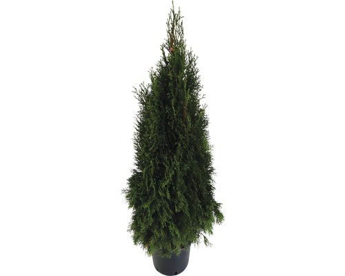 FloraSelf Thuja occidentalis 'Smaragd' H 100-125 cm Co 10 L Potted
