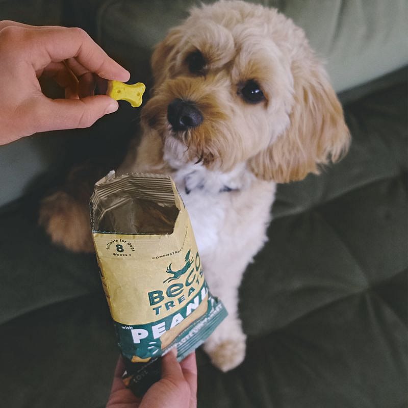 Beco Treats Peanut with Coconut & Turmeric 1 x 70 gram Hond | 13435