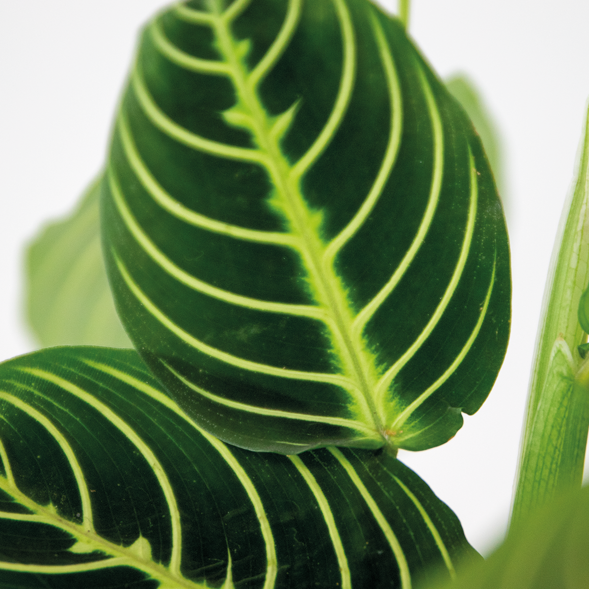Maranta lemon lime – plante de prière – plante d'intérieur – purificateur d'air – ⌀12cm –↕10-15cm