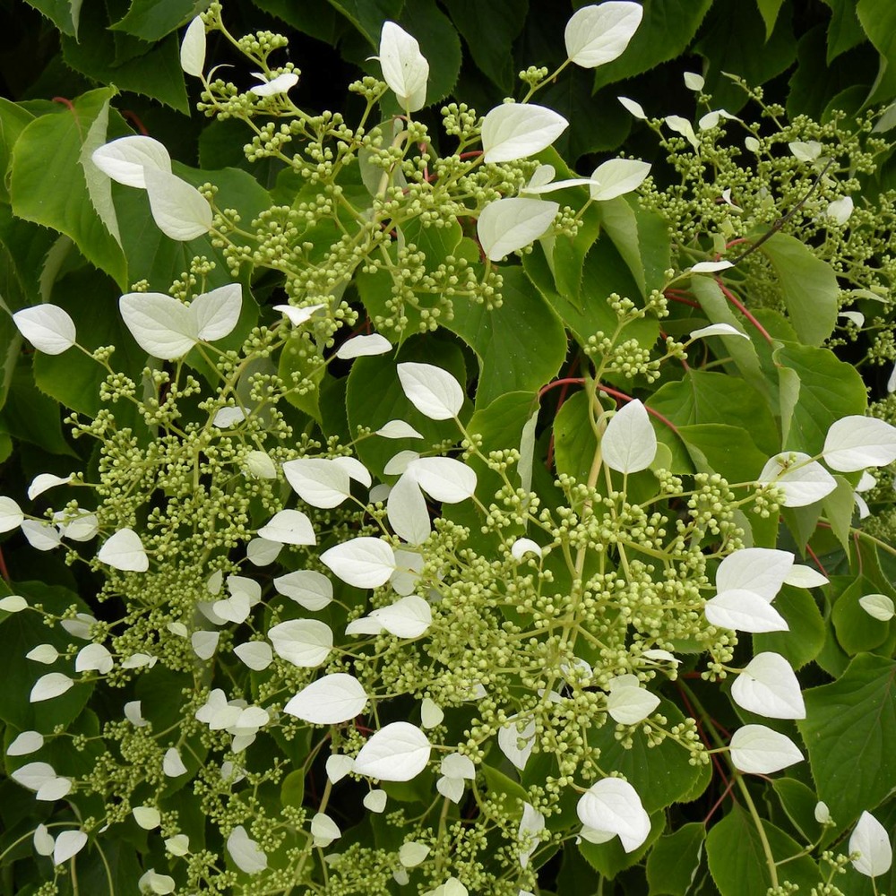 Hortensia grimpant hydrangeoïdes/schizophragma hydrangeoïdes[-]pot de 3l - 60/120 cm