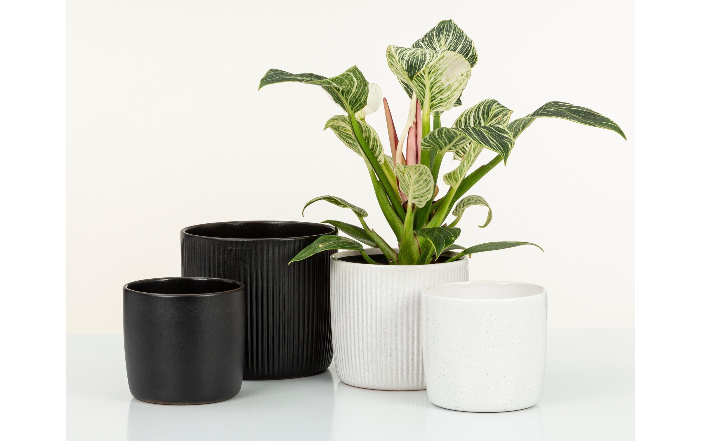 Scheurich Blumentopf »Ebano Solido Linea«