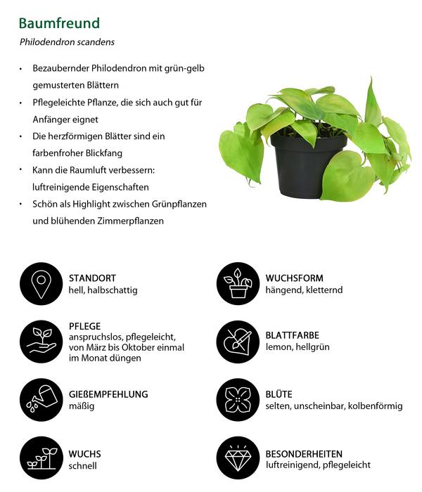 Baumfreund-Set - Philodendron, 3-teilig