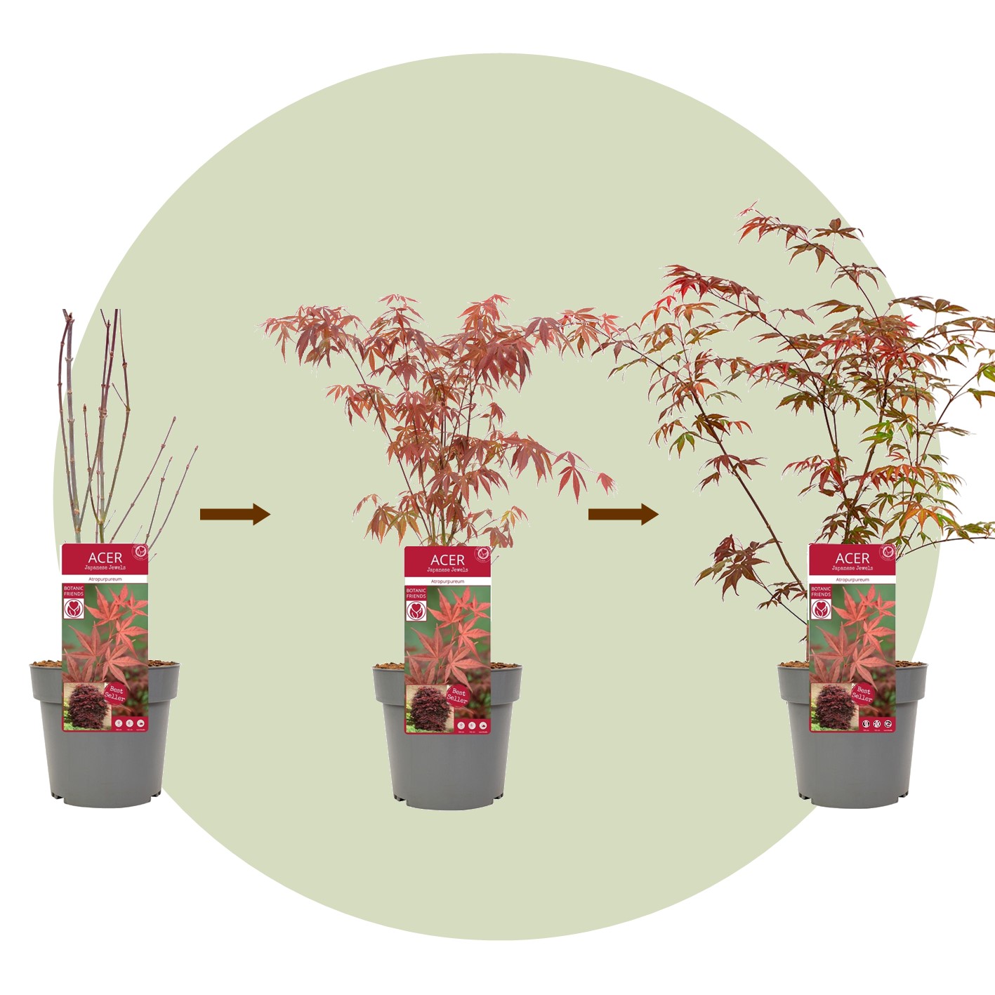 Acer palmatum - set de 3 - erable du japon - pot 19cm - hauteur 60-70cm