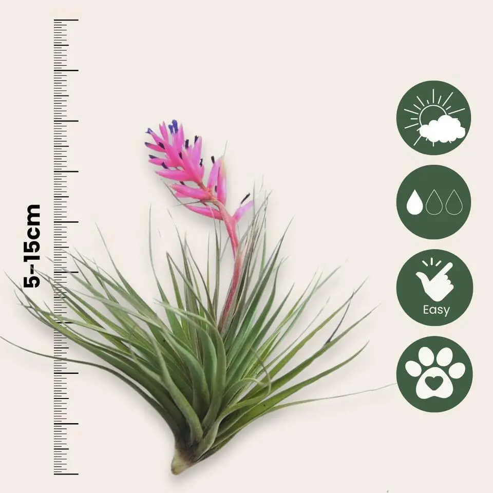 Luchtplantjes - Set van 5 - Tillandsia - Hoogte 5-15cm - ⌀5cm