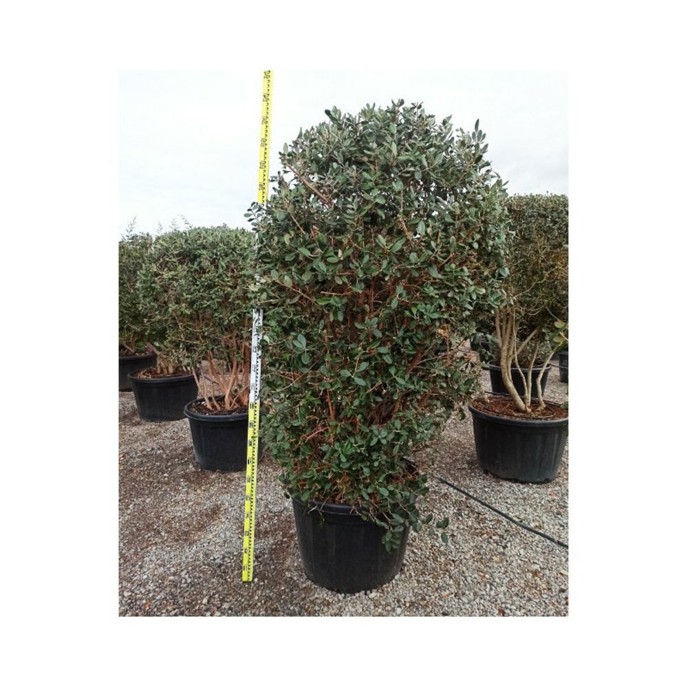 Acca sellowiana (feijoa ou goyave ananas) exemplaire 175/200cm 180l rouge - taille 180l -taille 175/200cm