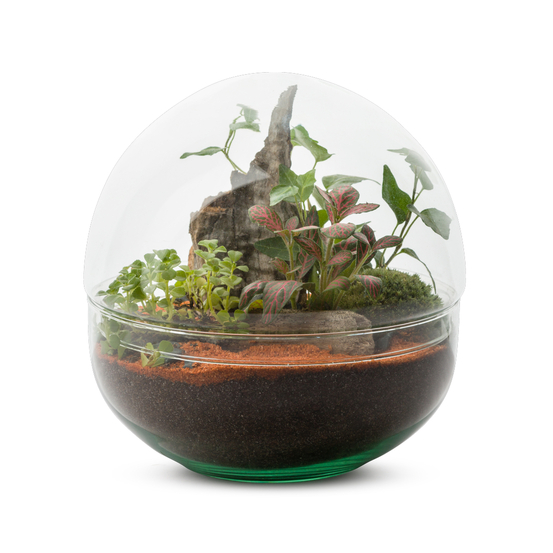 Terrarium Mini Monde _ plantes succulentes.