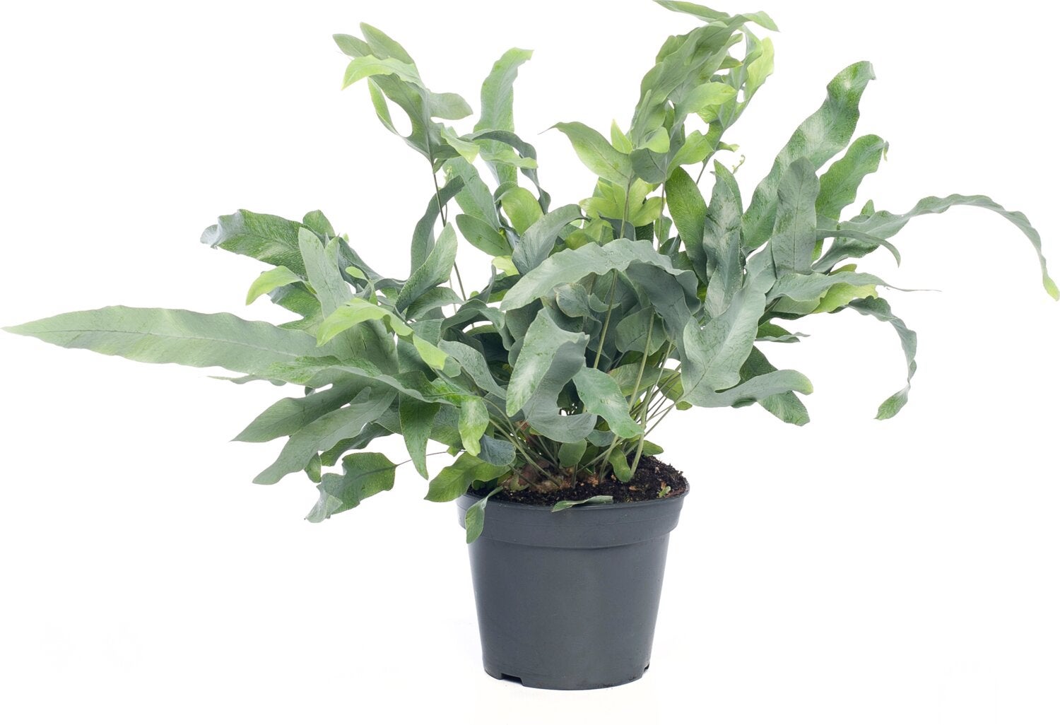 Blauwvaren (Phlebodium aureum 'Blue Star') D 14 H 40 cm