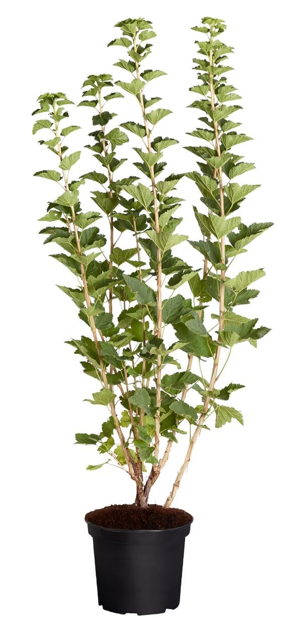 Johannisbeere 'Jonkheer van Tets'