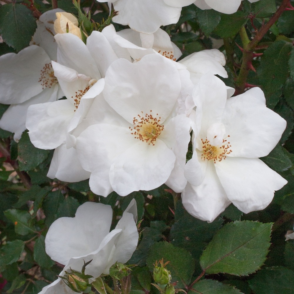 Rosier white knock out ® radwhite le pot de 2l