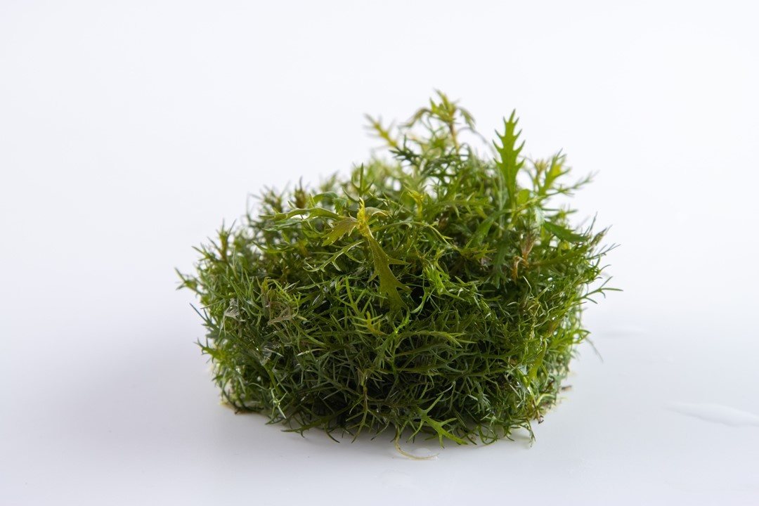 Waterplant Proserpinaca Palustris Cuba