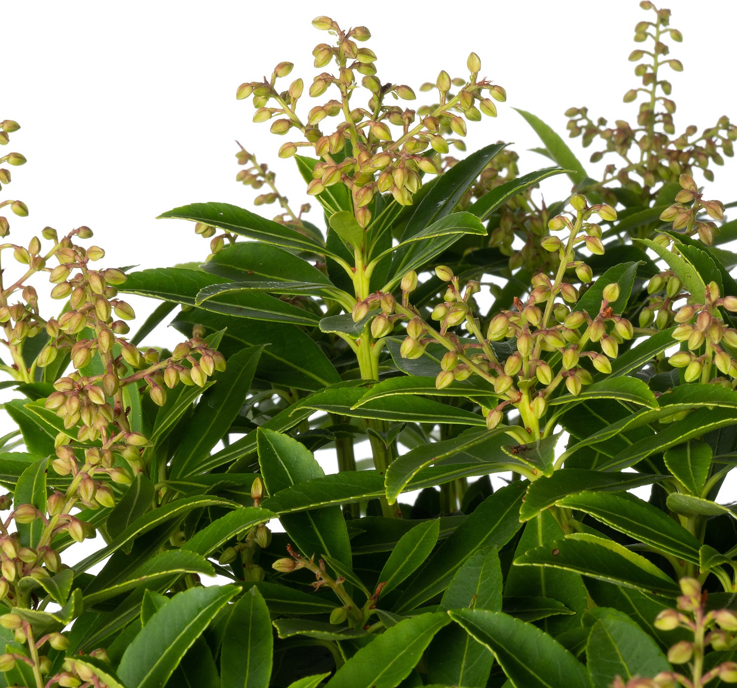 Rotsheide (Pieris japonica 'Purity') D 23 H 30 cm