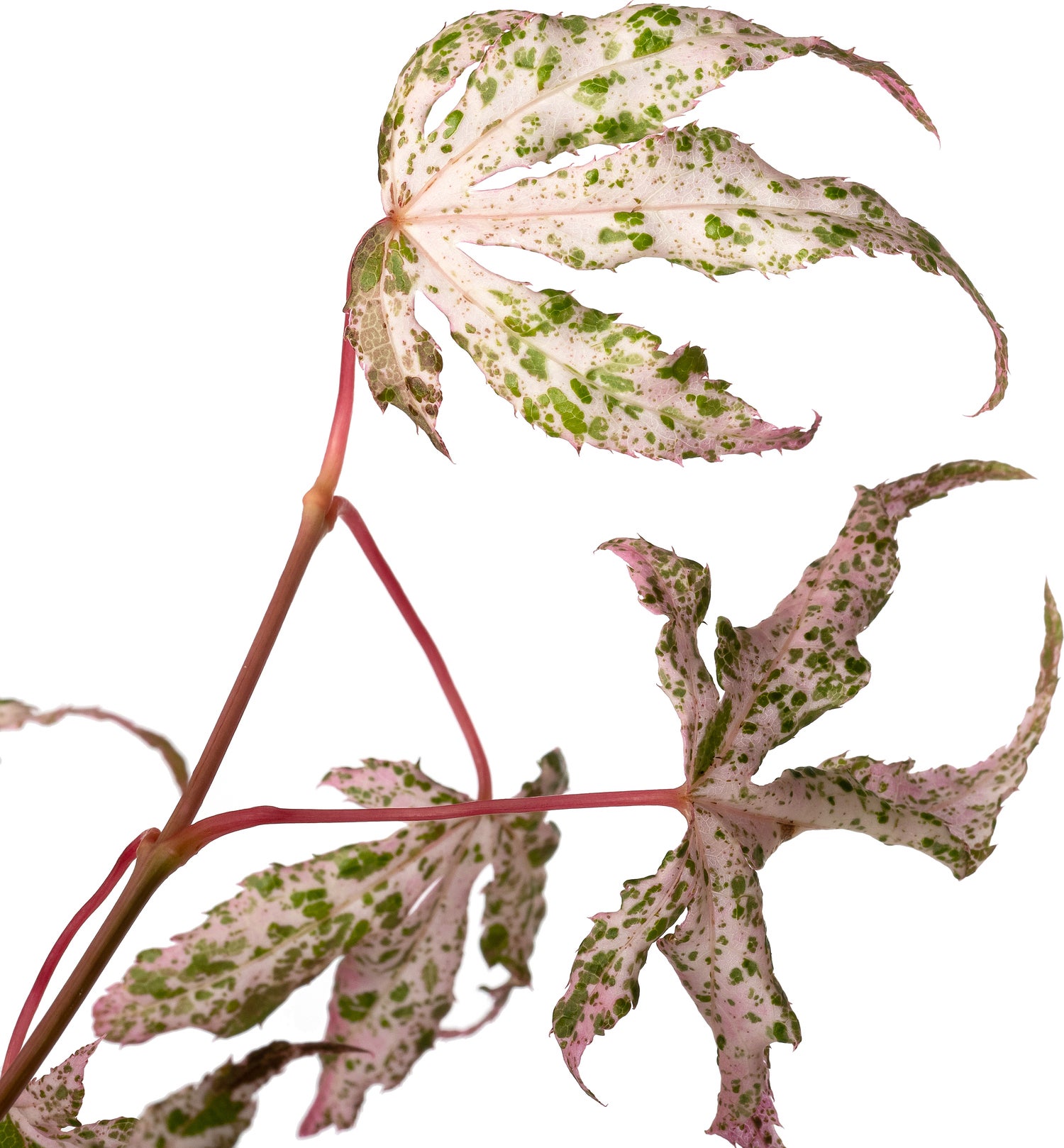 Japanse Esdoorn (Acer palmatum 'Ukigumo') D 19 H 45 cm