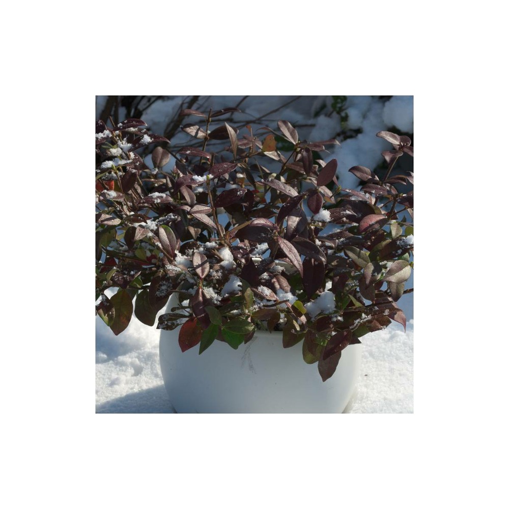 Jasmin étoilé winter ruby® 'trared'/trachelospermum winter ruby® 'trared'[-]godet - 5/20 cm