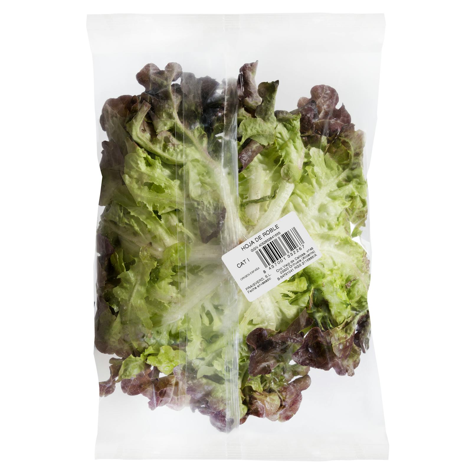 Laitue feuille de chêne