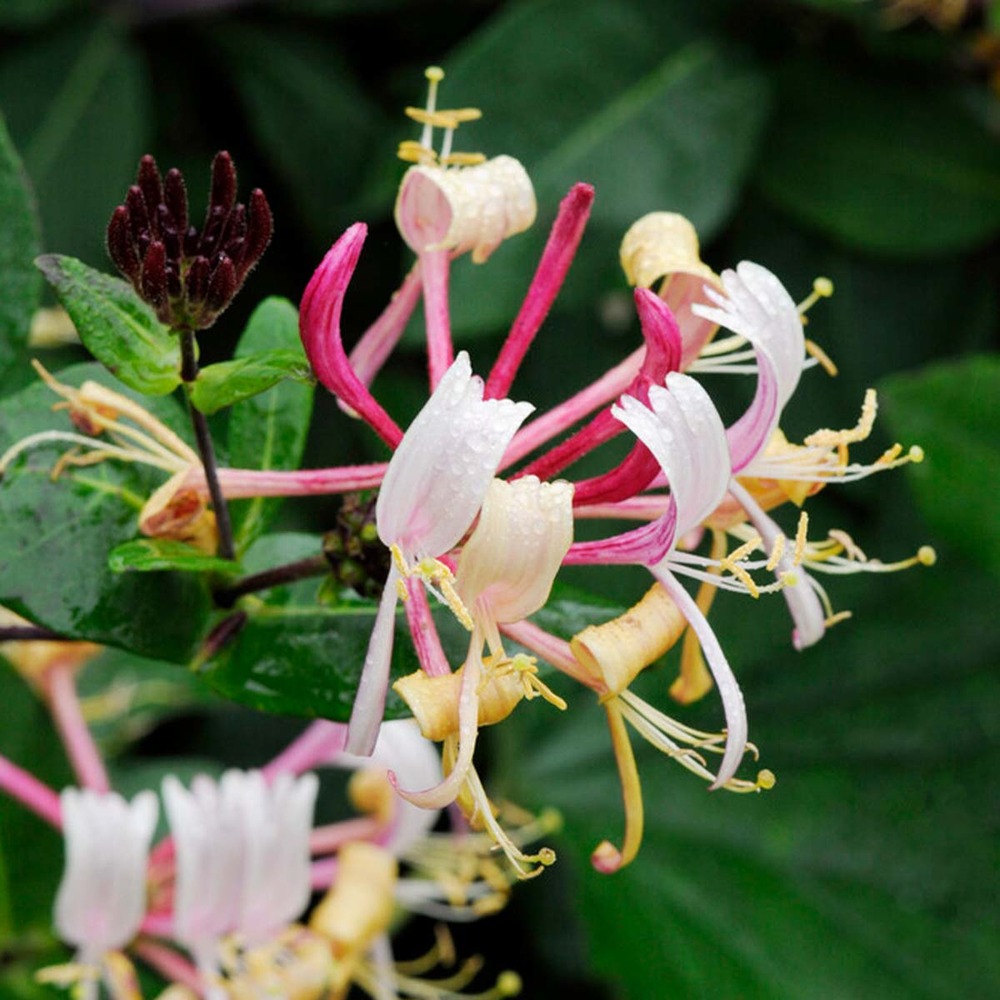 2x lonicera henryi – chèvrefeuille – plante grimpante – persistant – ⌀15 cm - ↕60-70 cm