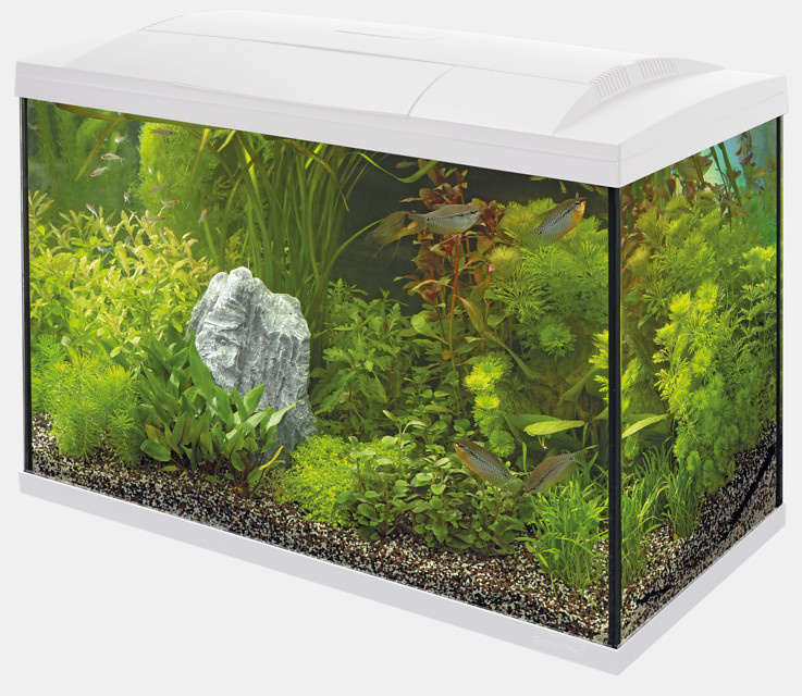 Superfish Start 100 Tropical Kit Wit