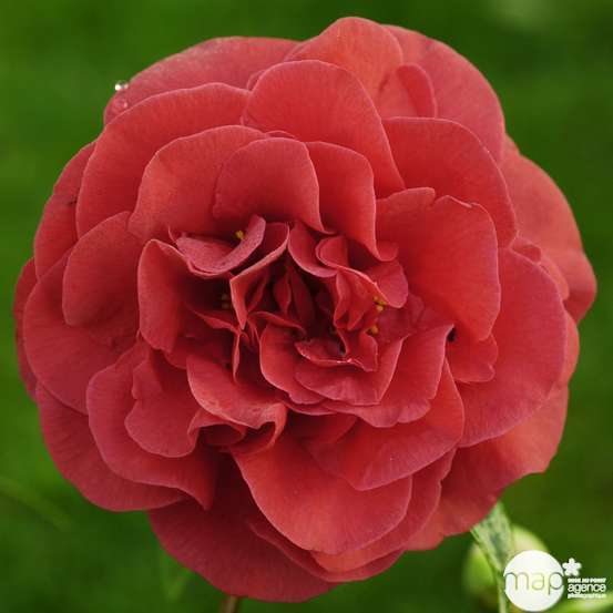 Camellia japonica 'Tom Knudsen ': H. 40/50 cm ctr 3L