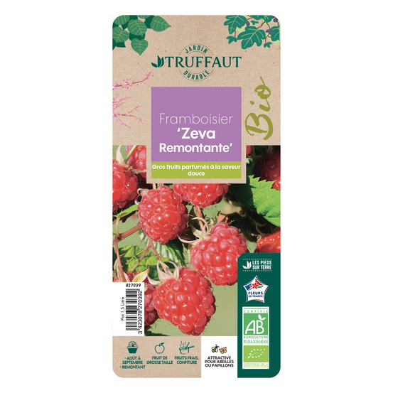 Framboisier 'Zeva' bio - pot de 1,5 L