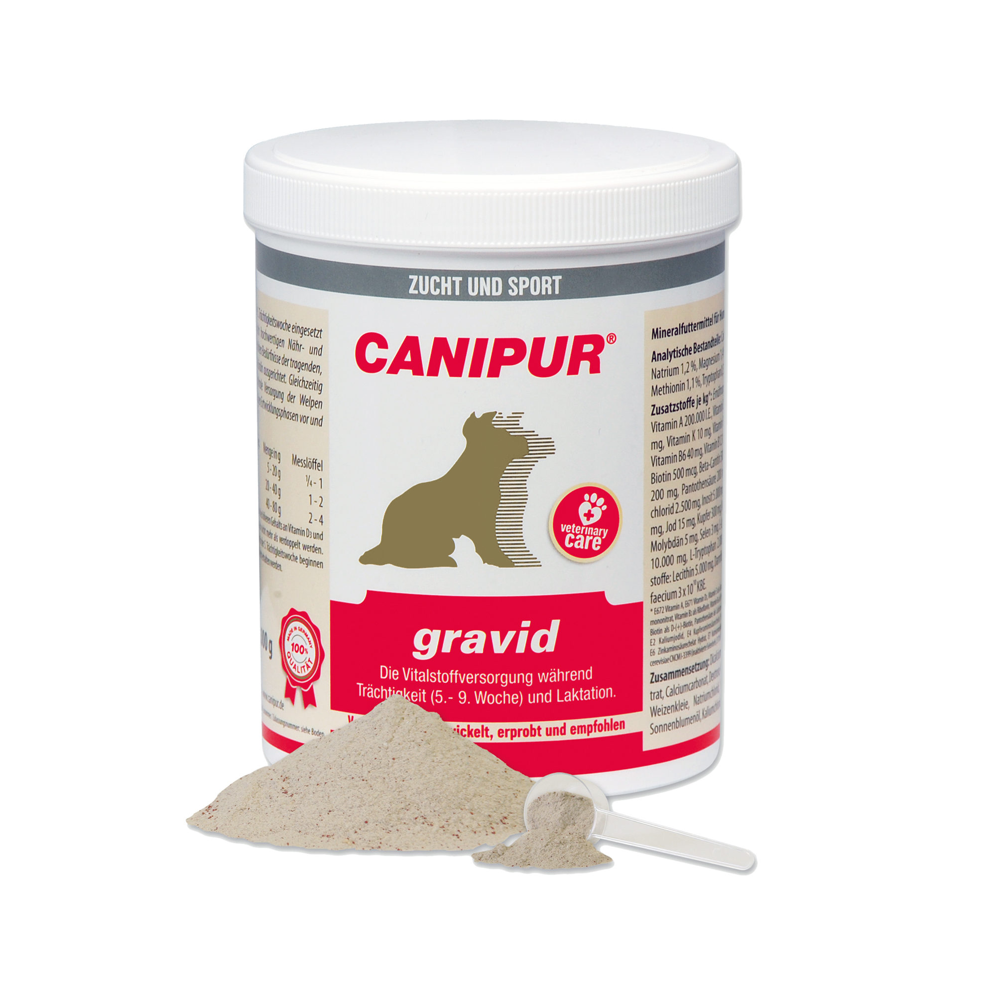 Canipur Gravid