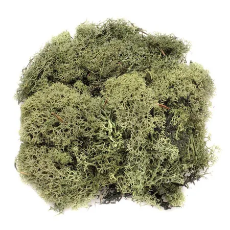 Glorex Islandmoos, 50 g, dunkelgrün