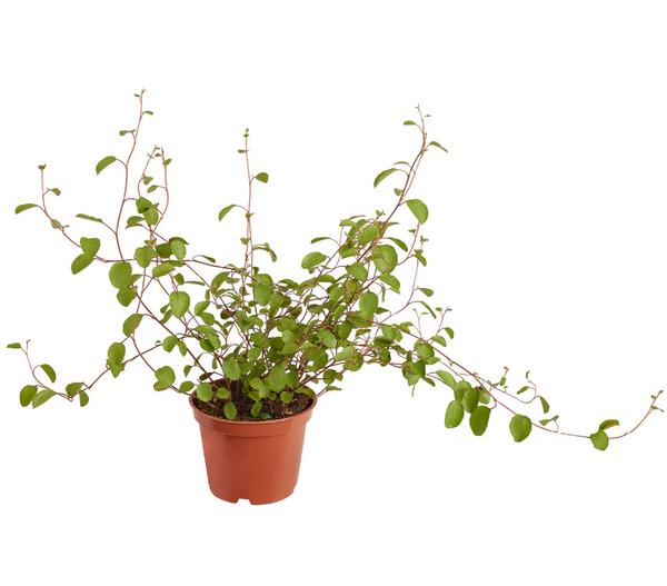 Drahtstrauch - Muehlenbeckia complexa