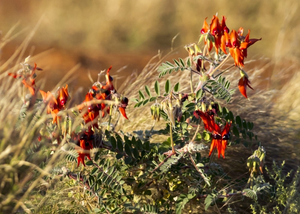 Bec de perroquet / tête de diable - 20 graines - avec substrat - clianthus formosus syn. Swaisonia formosa