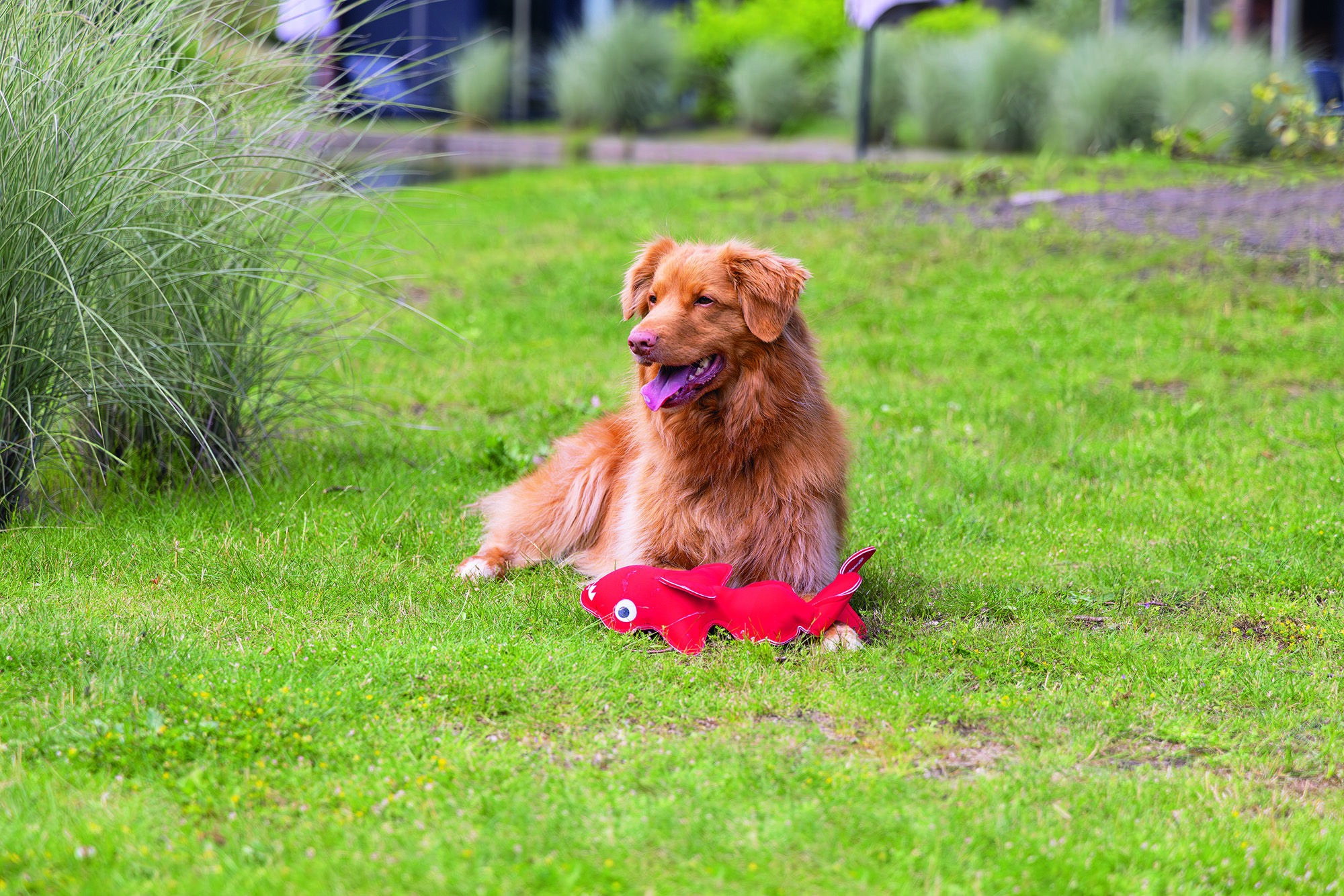 Beeztees Haai Aart - Waterspeelgoed Hond - rood - 58.5x17x50 cm