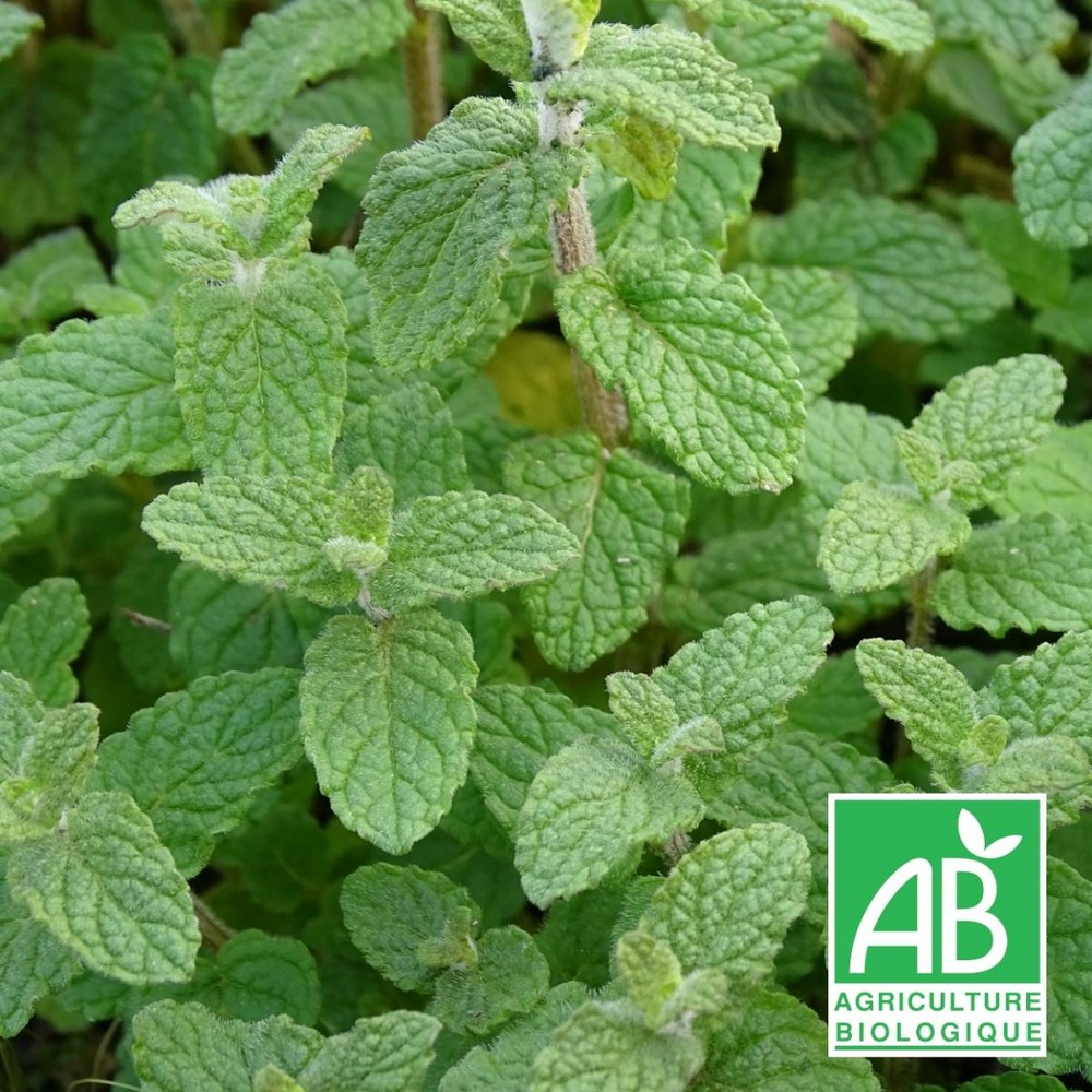 Menthe de gattefossé bio/mentha gattefossei[-]lot de 5 godets