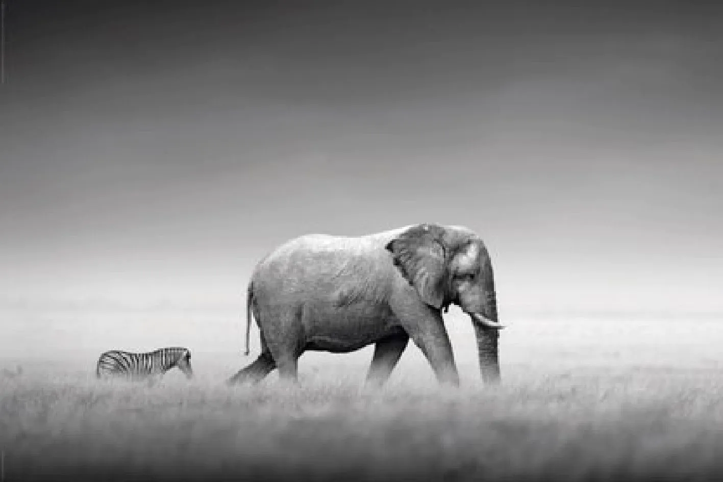 Poster Elefant Zebra, 61 x 91 cm