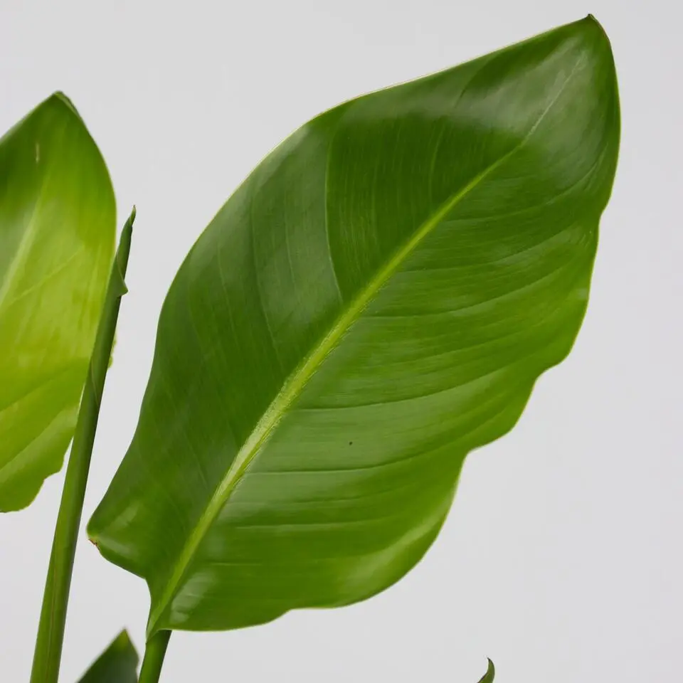Paradijsvogelplant - Set van 2 - Strelitzia nicolai - Hoogte 55-70cm - ⌀17cm