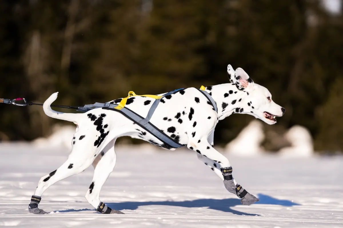 Seleverkstedet Seleverkstedet Nome racing dog harness Grå/svart/gul